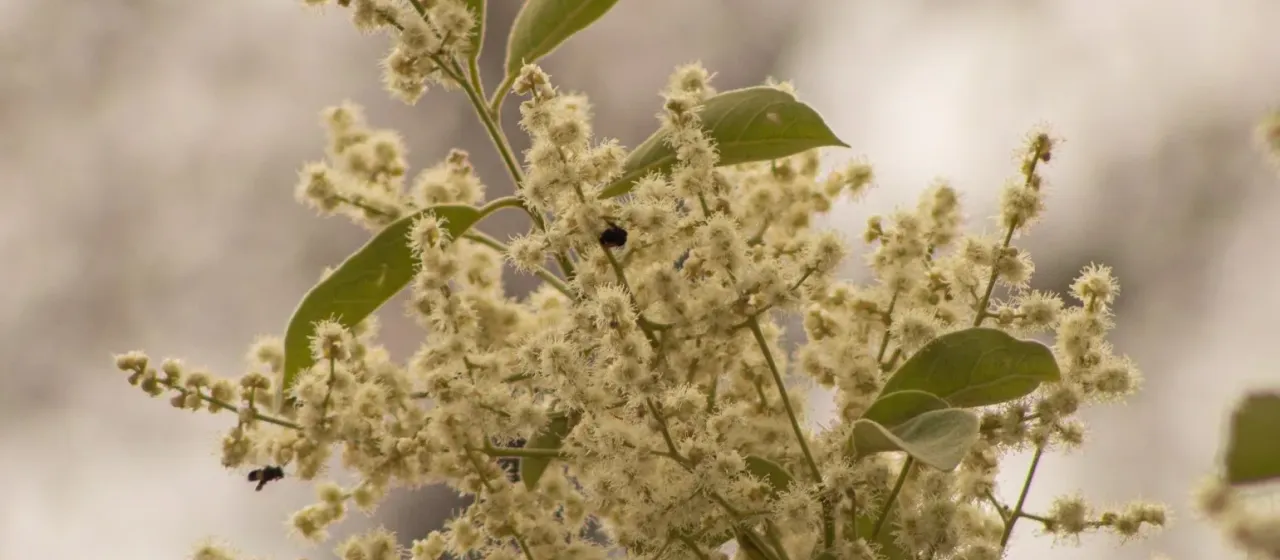 Myrcia tomentosa