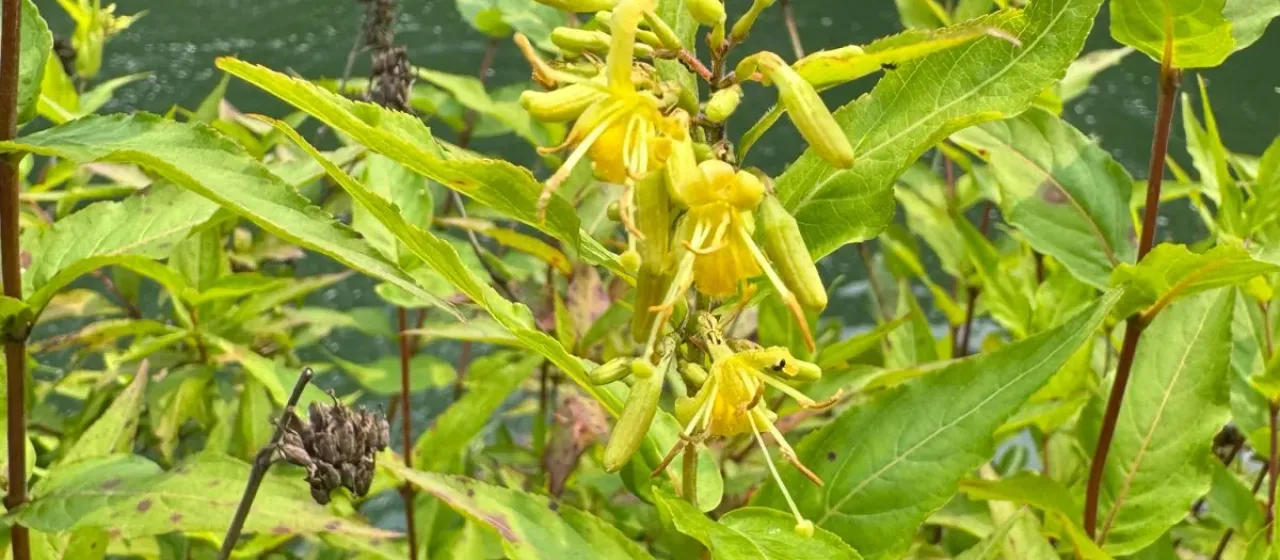 Mountain bush honeysuckle