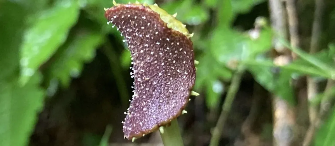 Dorstenia arifolia