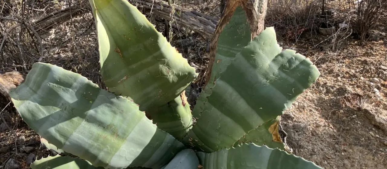 Marble Agave