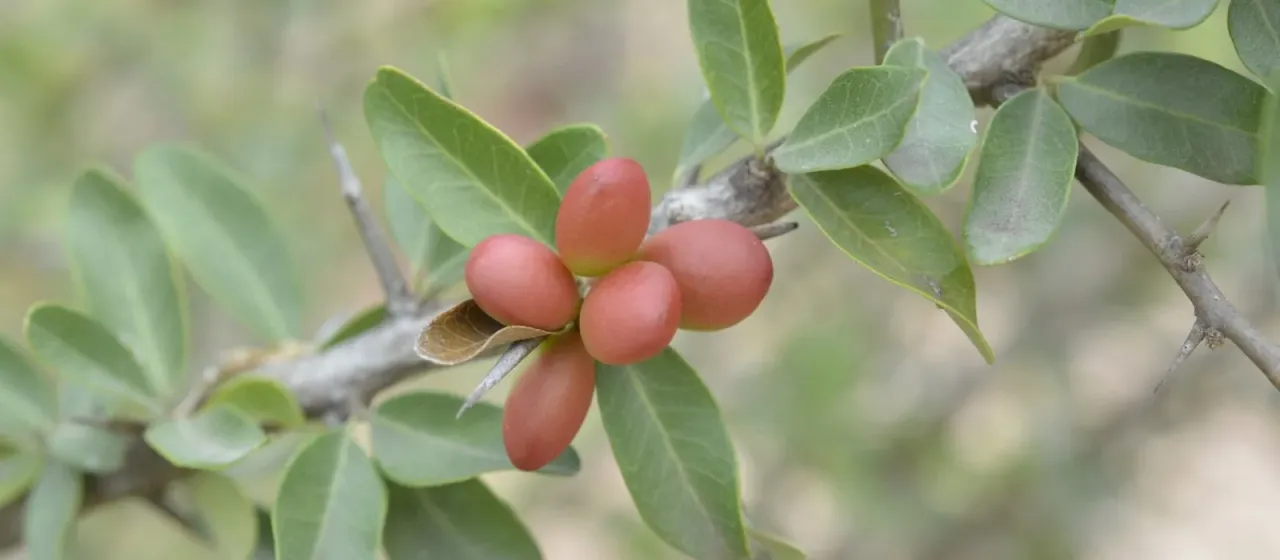 Castela coccinea