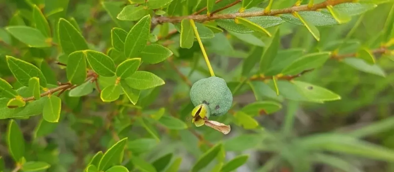 Campomanesia aurea