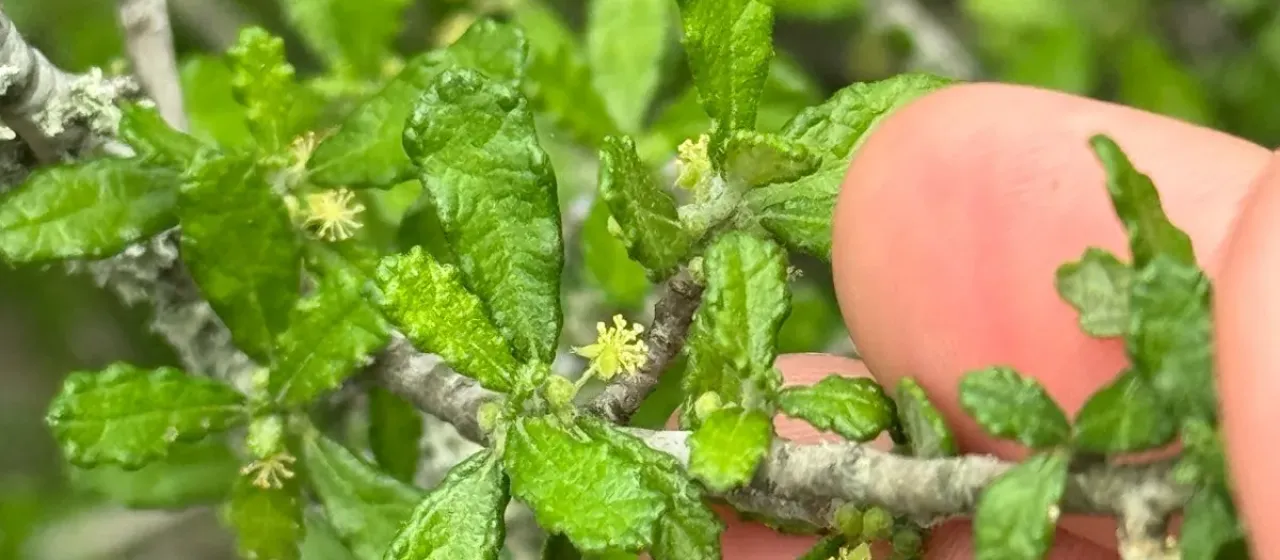 Bernardia myricifolia