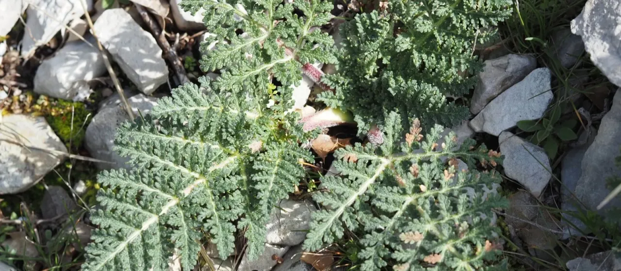 Distichoselinum