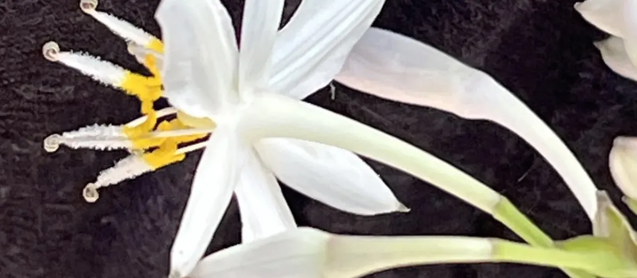 Renga renga lily