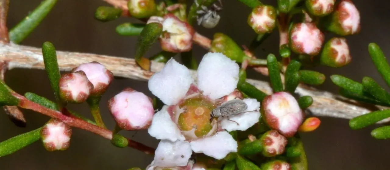 Astartea fascicularis