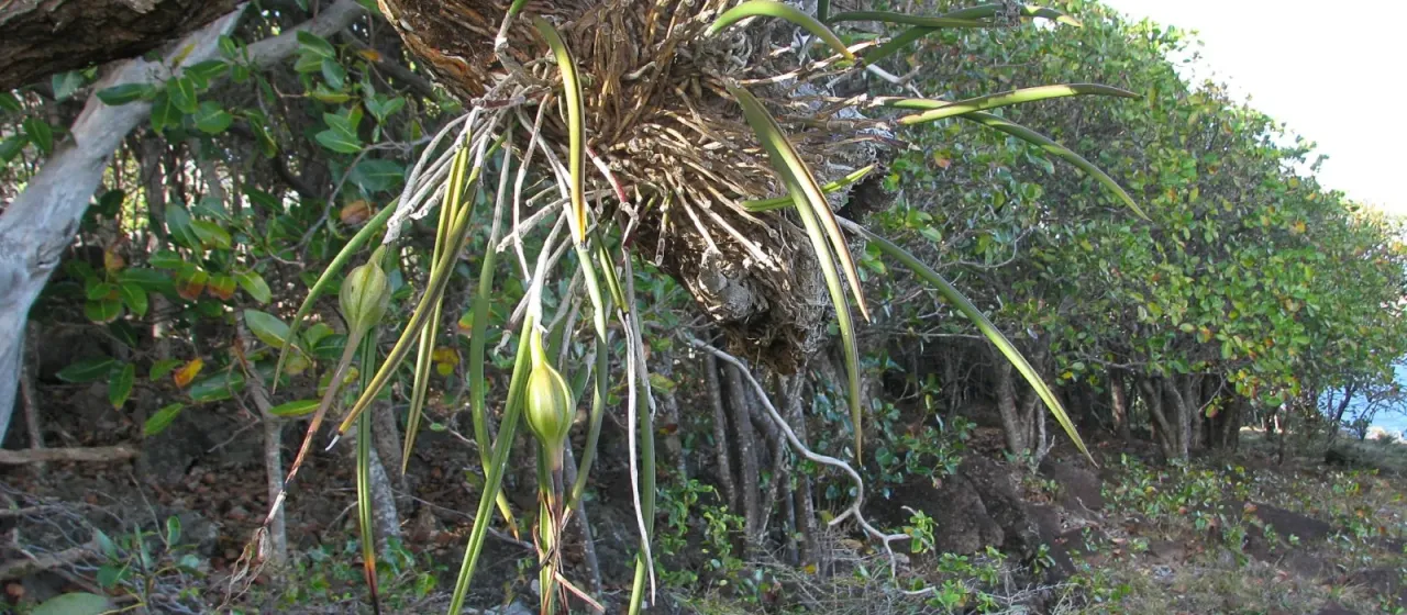 Brassavola cucullata