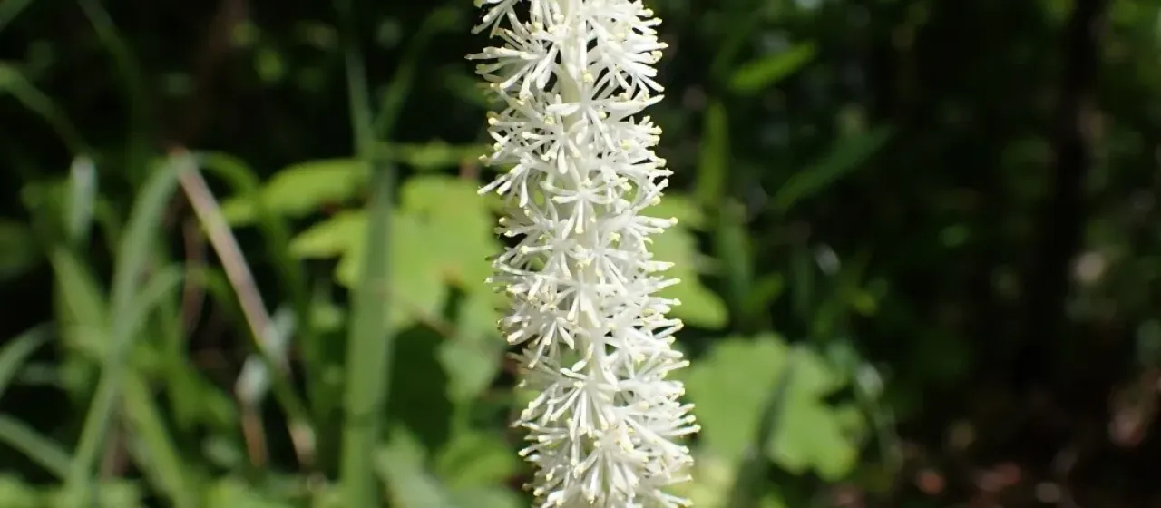 Chionographis