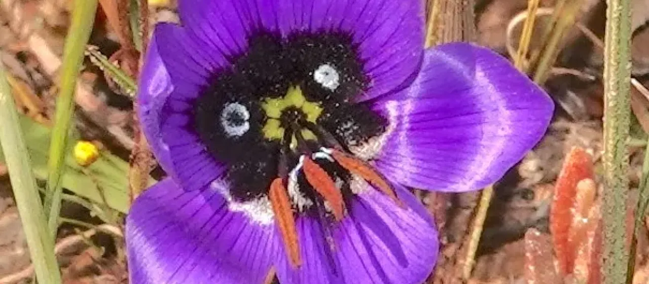 Splendid geissorhiza