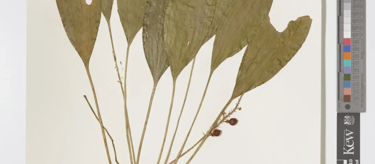 Peliosanthes teta