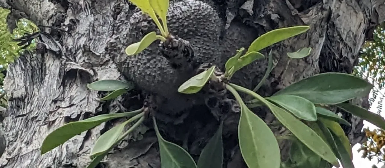 Myrmecodia beccarii
