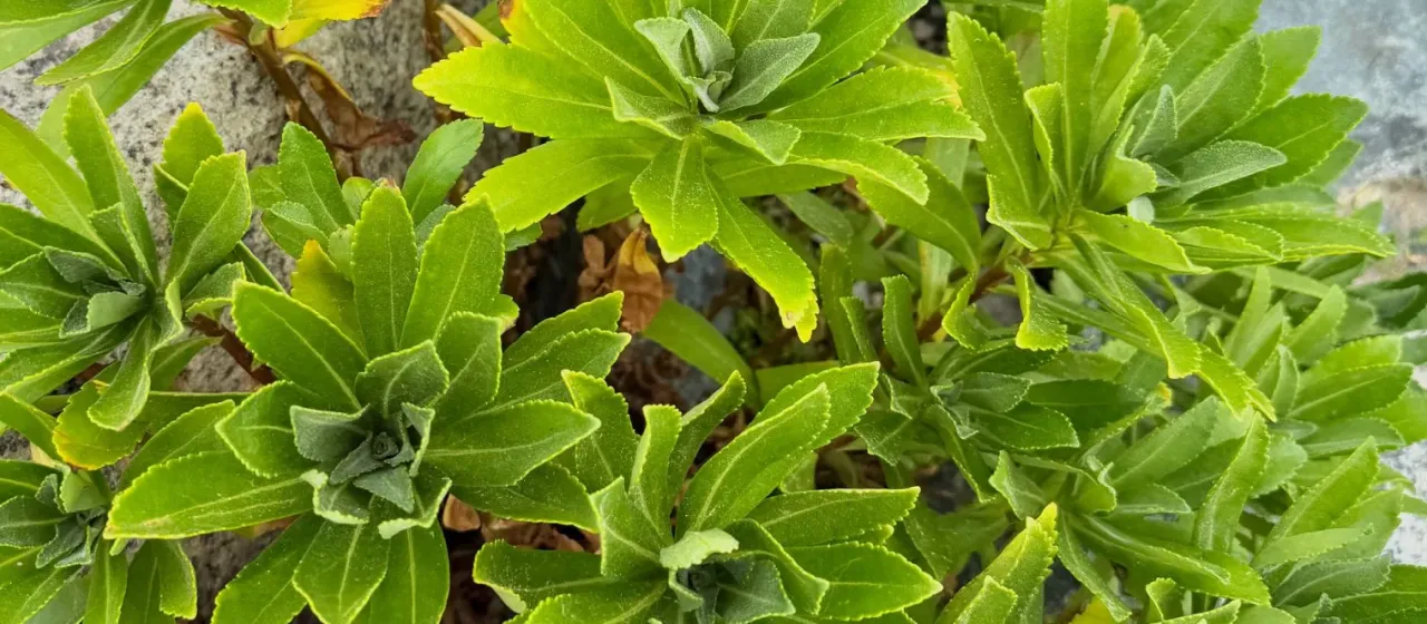 Nipponanthemum