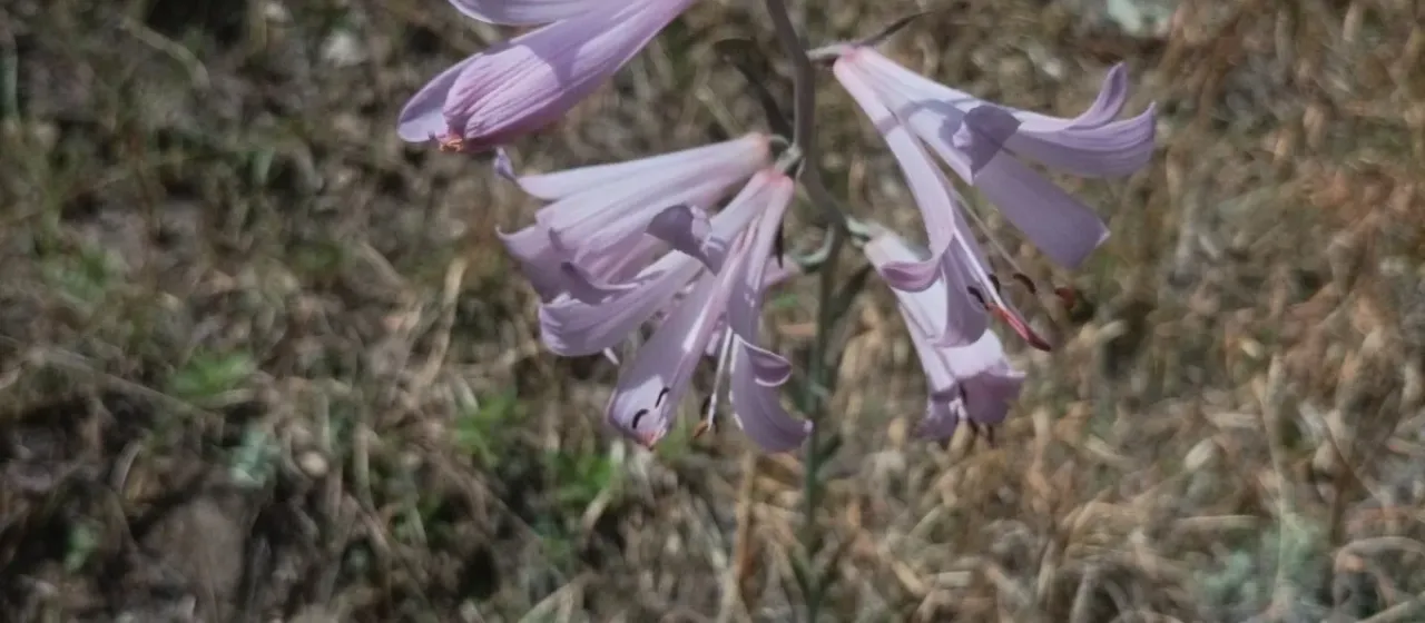 Notholirion thomsonianum