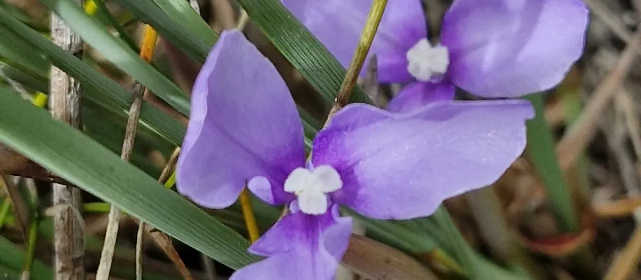 Patersonia fragilis
