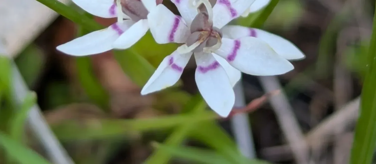 Wurmbea dioica