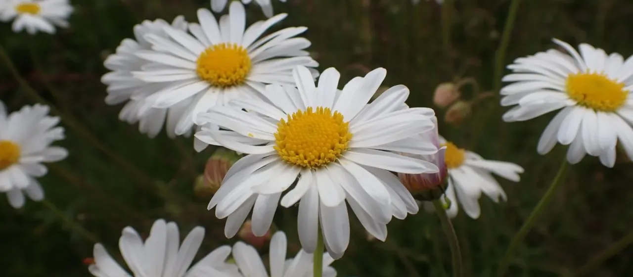 Brachyscome aculeata