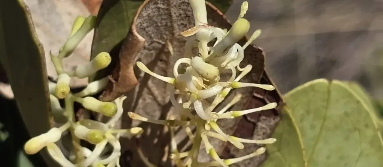 Roupala pallida
