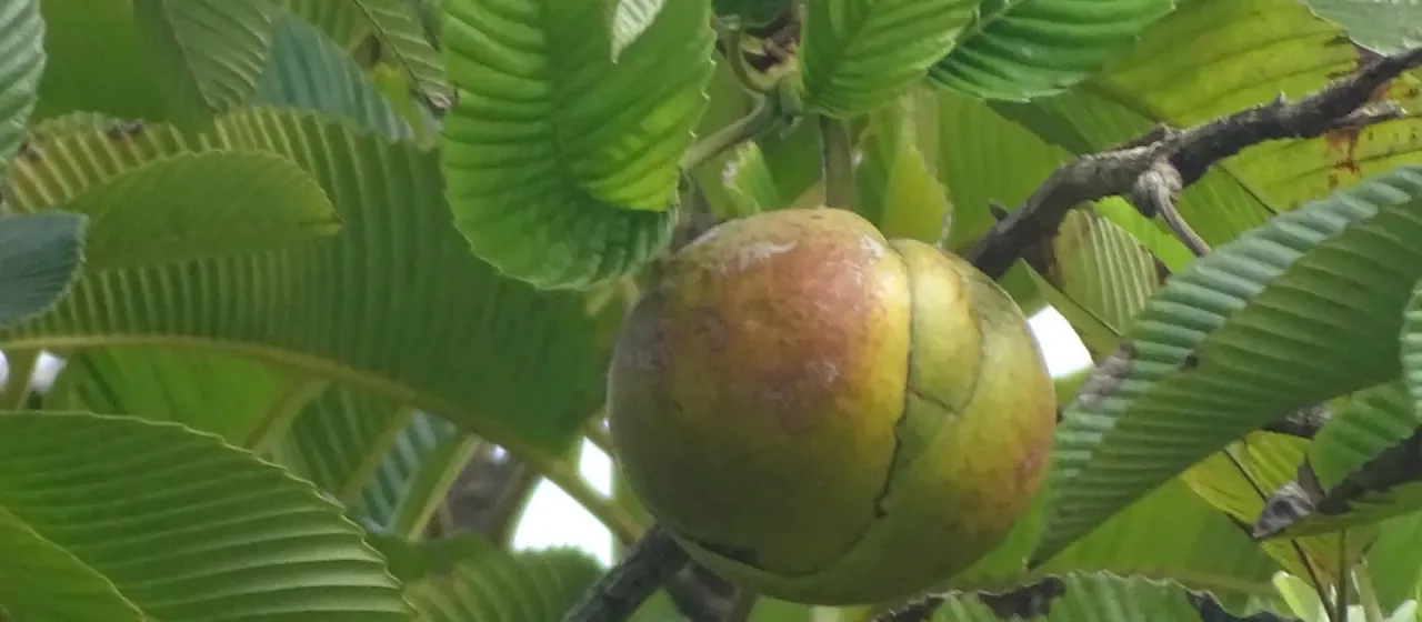 Dillenia indica