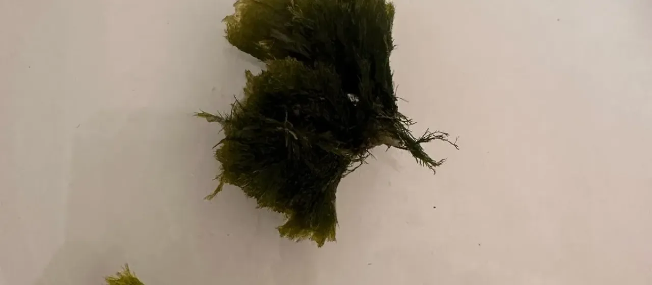 Spongomorpha aeruginosa