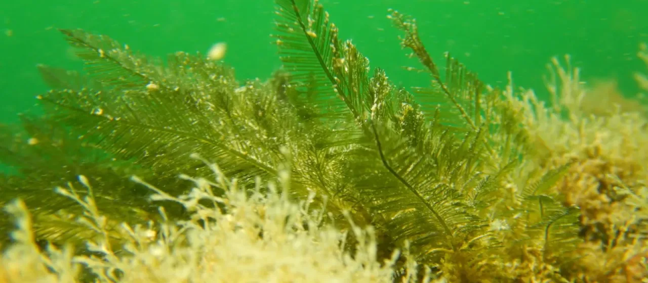 Bryopsis plumosa