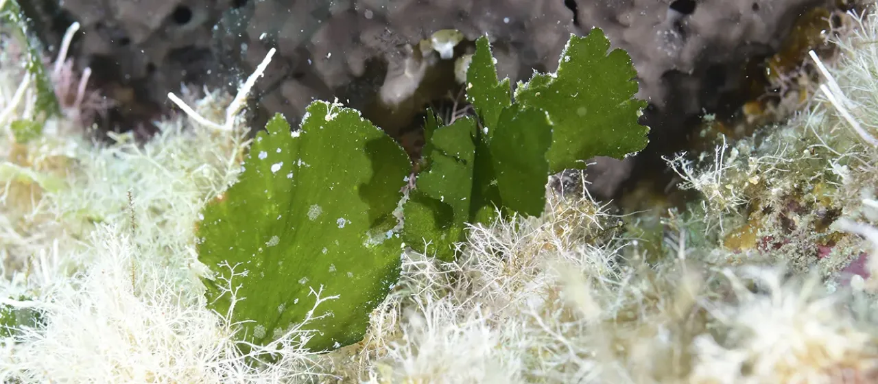 Udotea petiolata