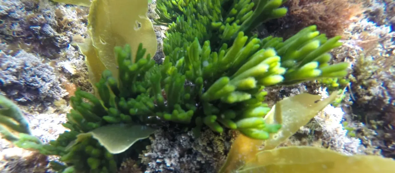 Codium tomentosum