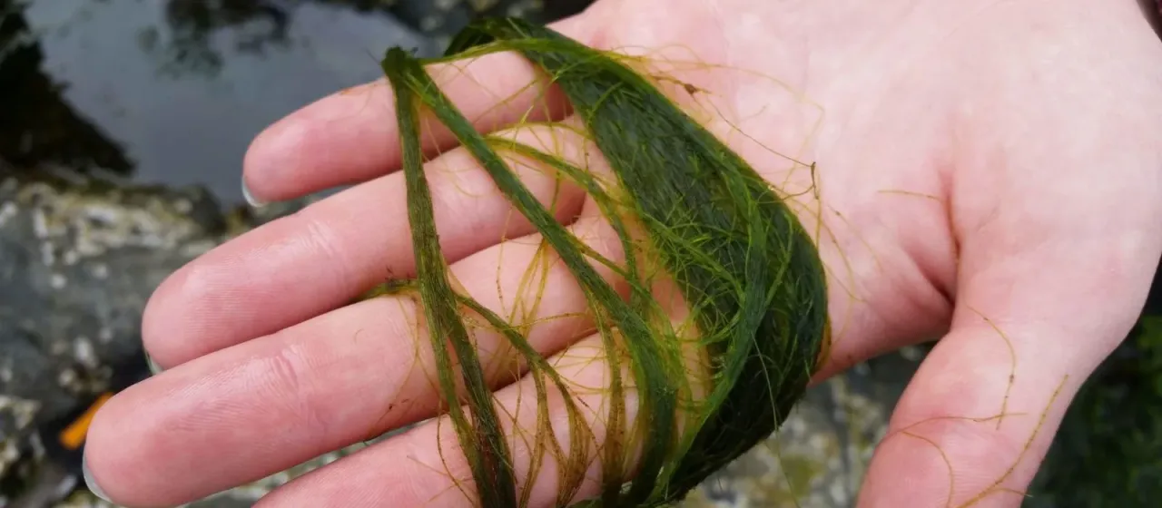 Chaetomorpha aerea