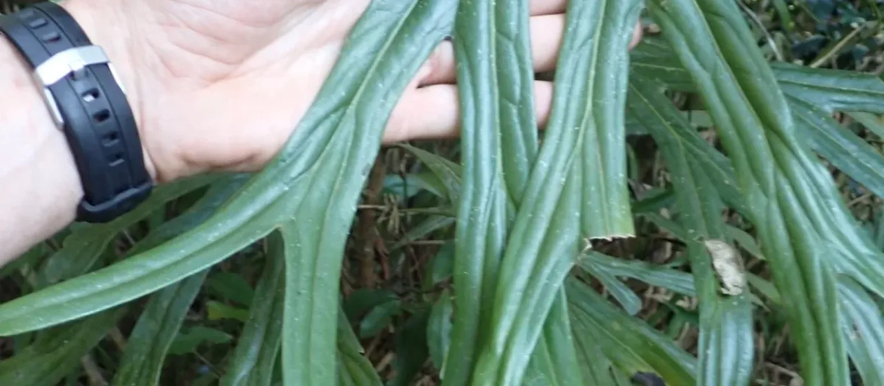 Dilobeia thouarsii
