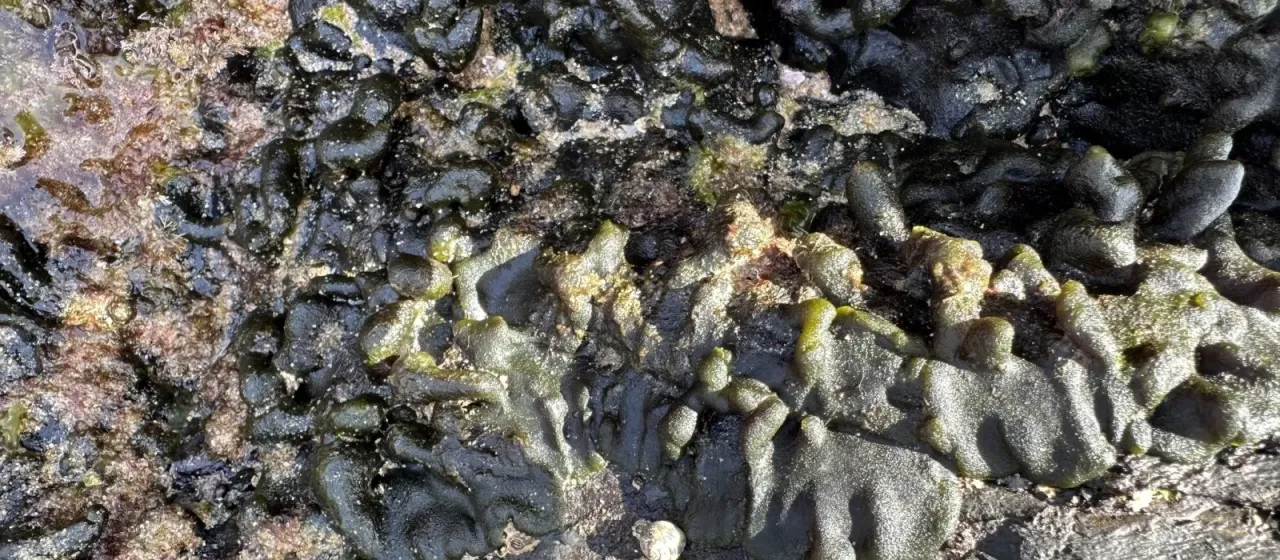 Codium adhaerens