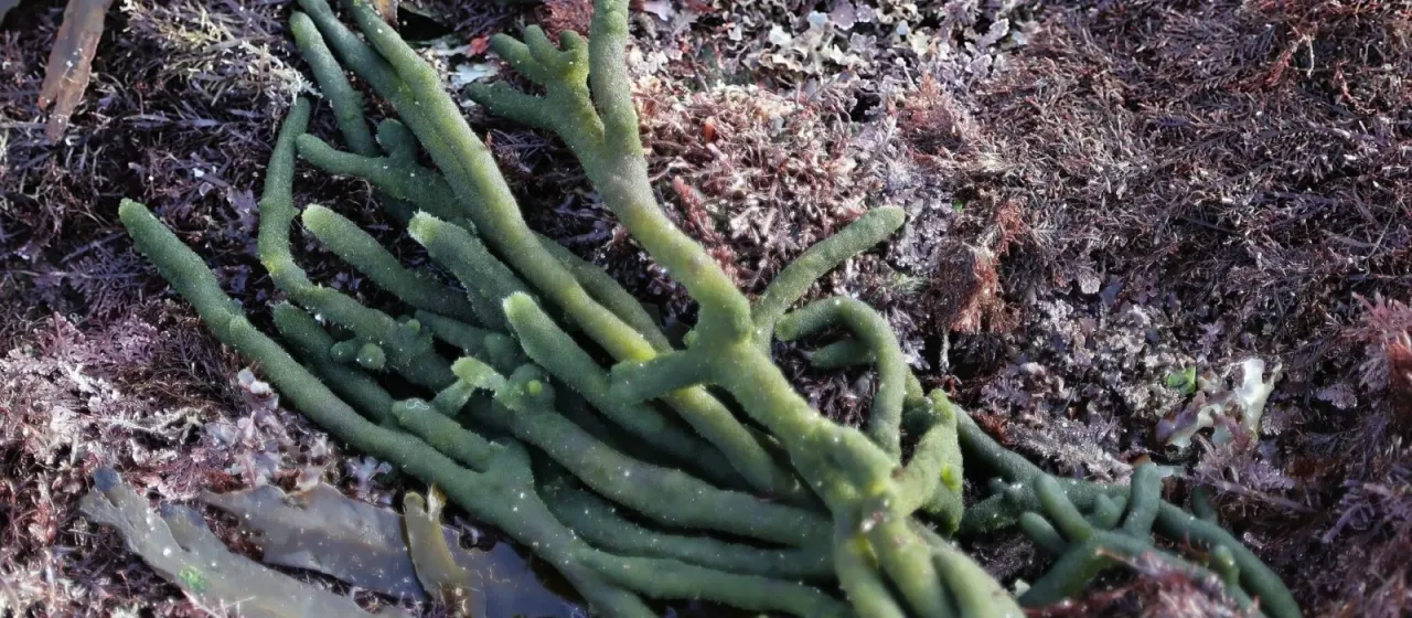 Codium fragile