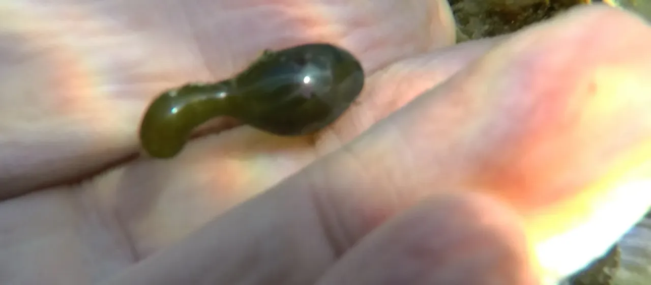 Valonia macrophysa