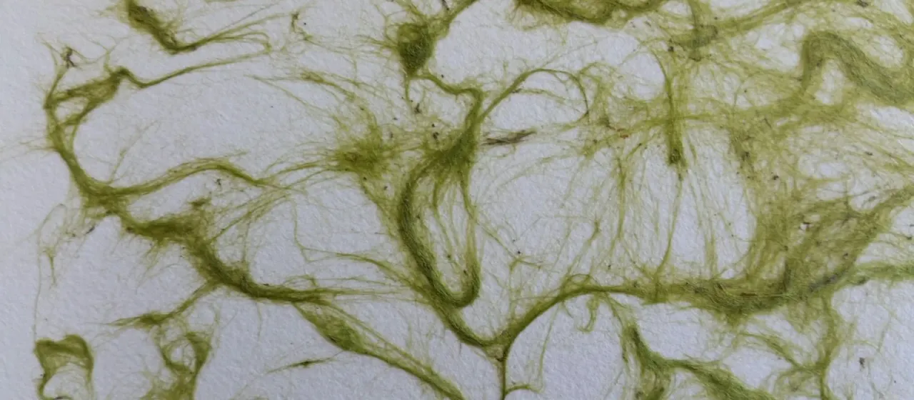 Chaetomorpha ligustica