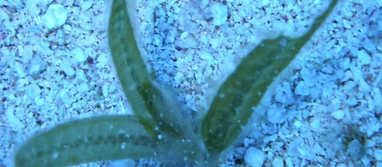 Halophila stipulacea