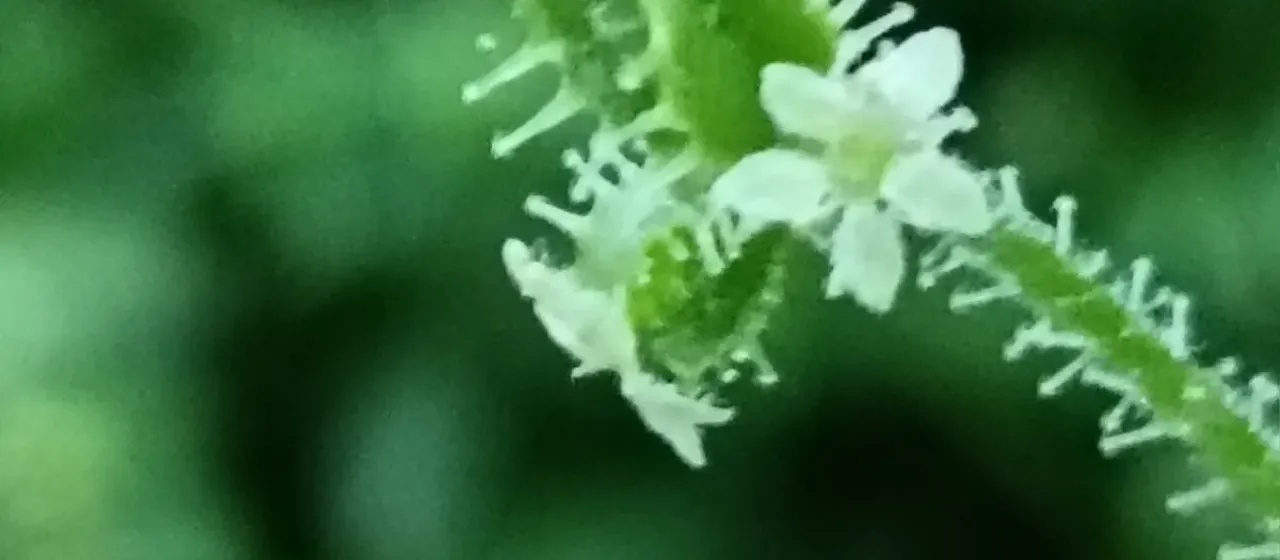 Drusa glandulosa