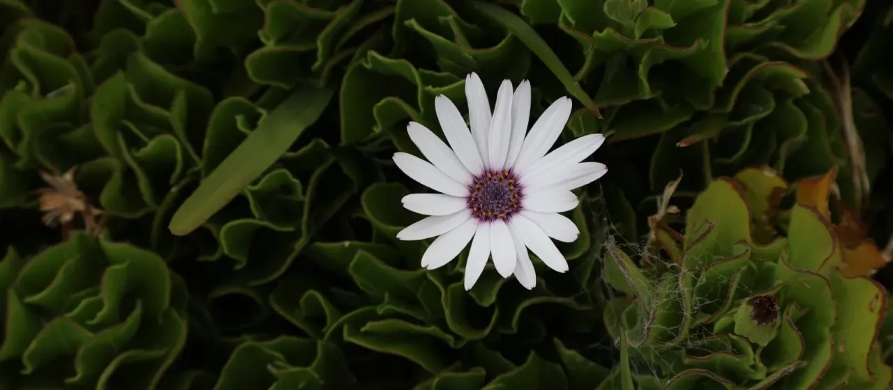Trailing African Daisy
