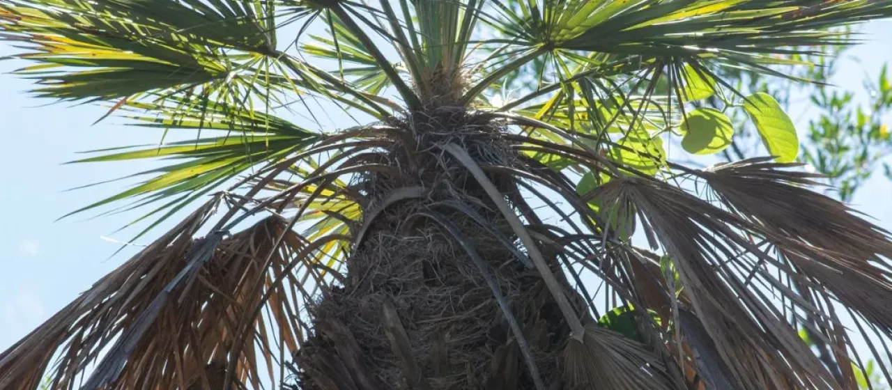 Trithrinax brasiliensis
