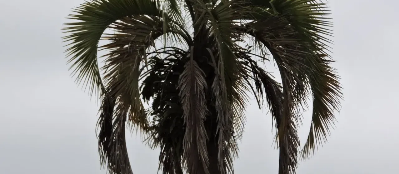 Woolly-spathed palm