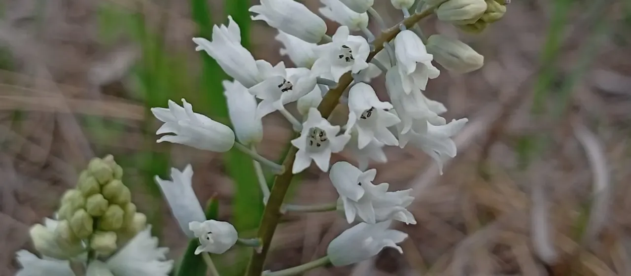 Hyacinthella leucophaea