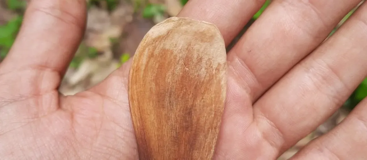 Pterygota alata