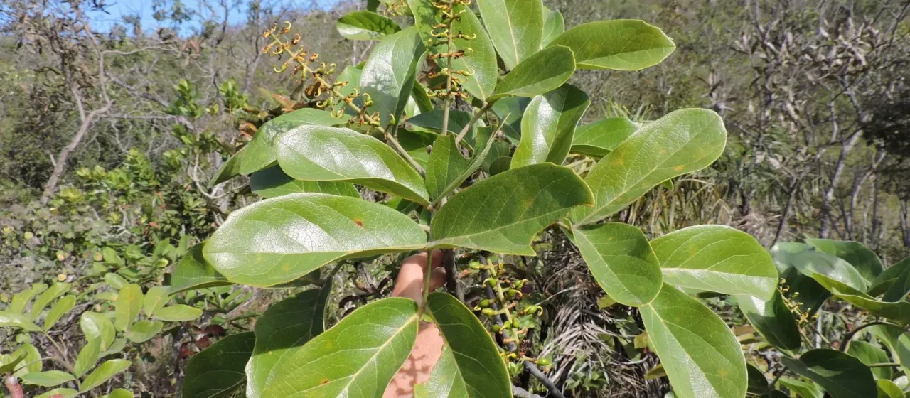 Euplassa