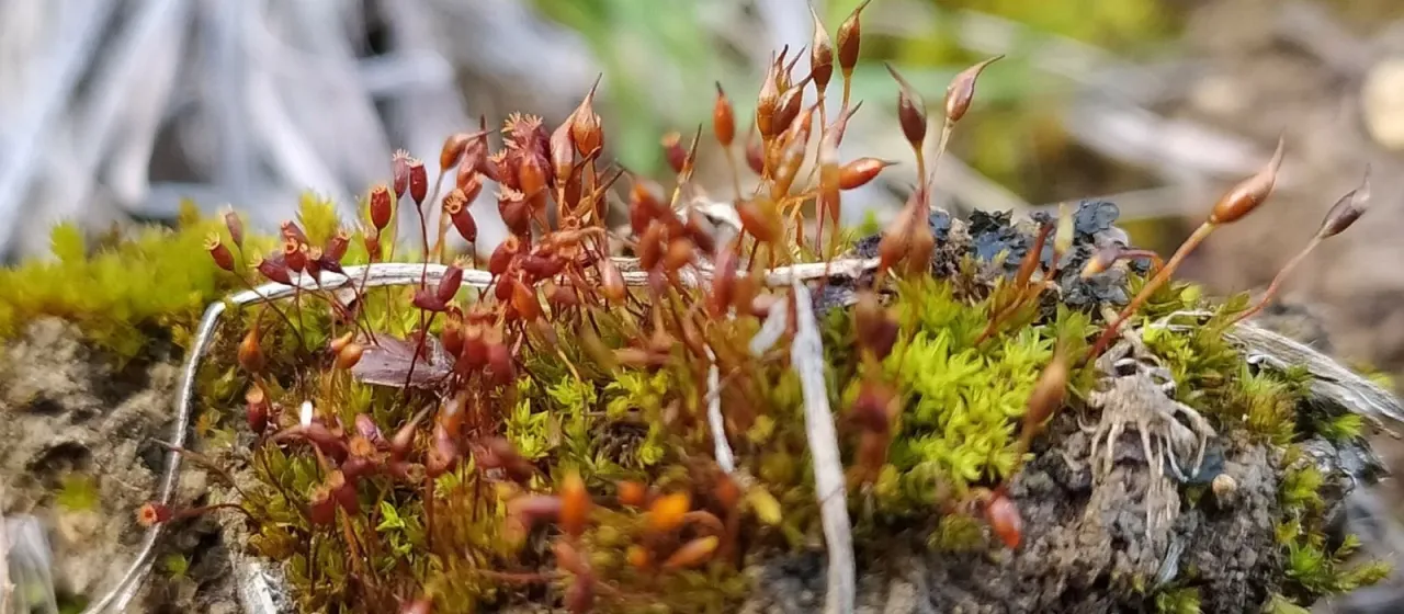 Tortula lanceola