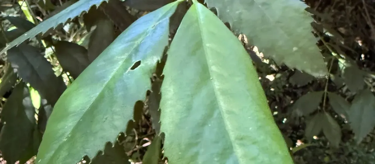 Laureliopsis philippiana