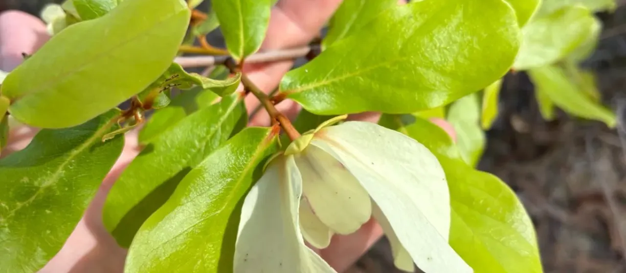 Bigflower pawpaw