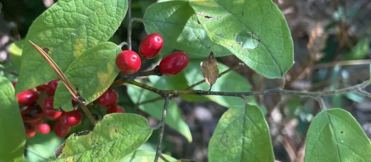 Lindera melissifolia