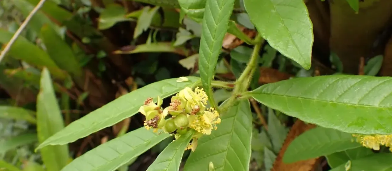 Davilla rugosa