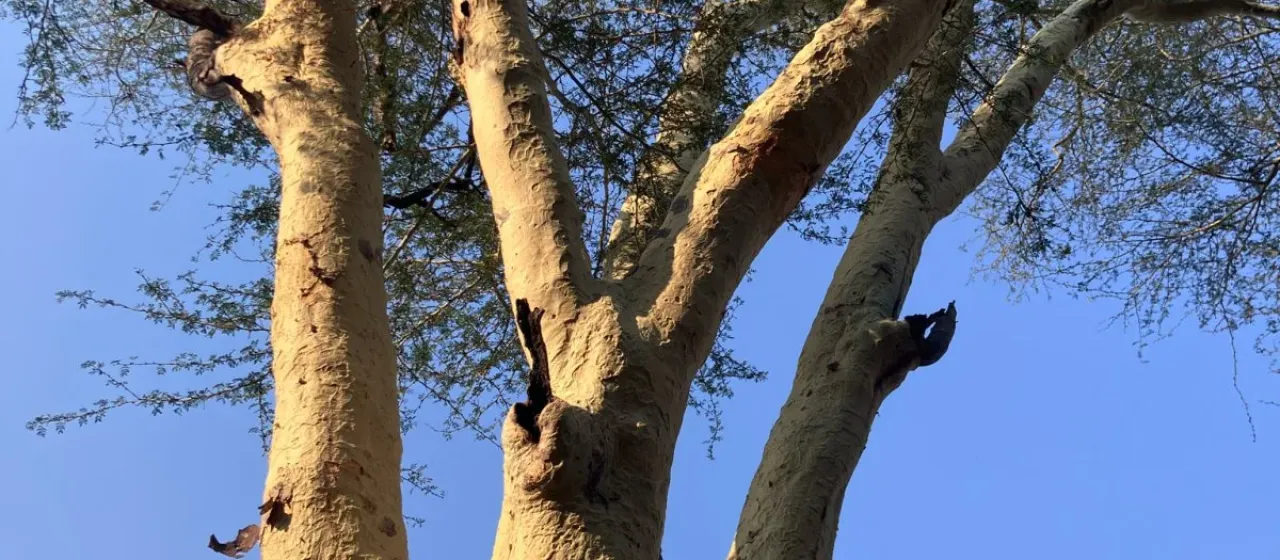 Vachellia xanthophloea