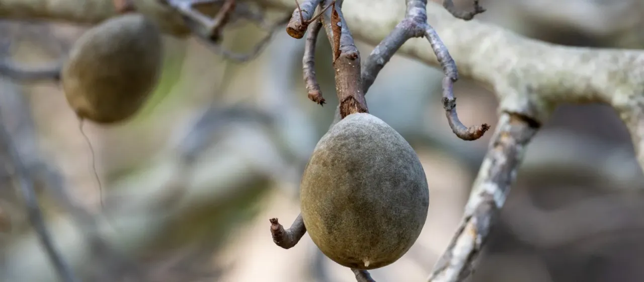Adansonia gregorii