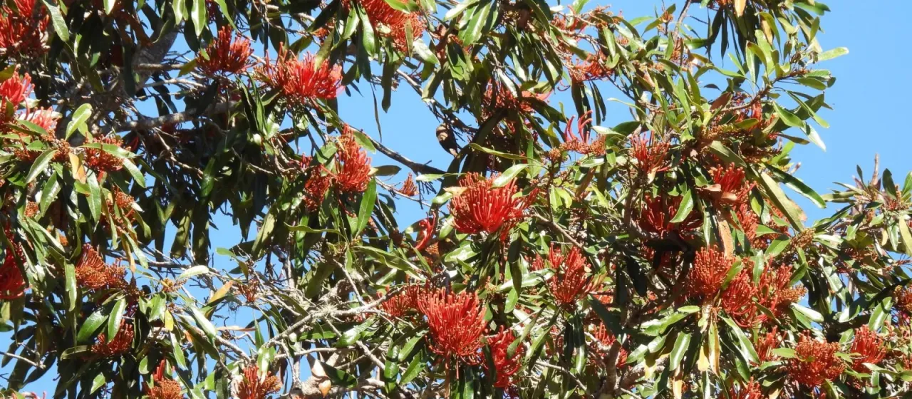 Queensland tree waratah
