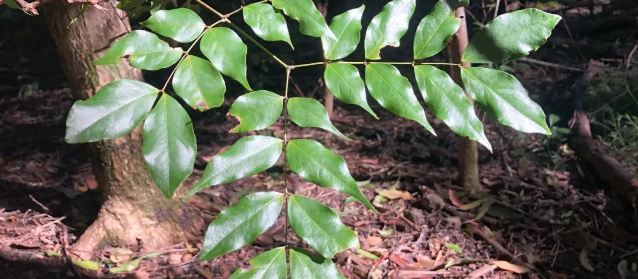 Archidendron grandiflorum