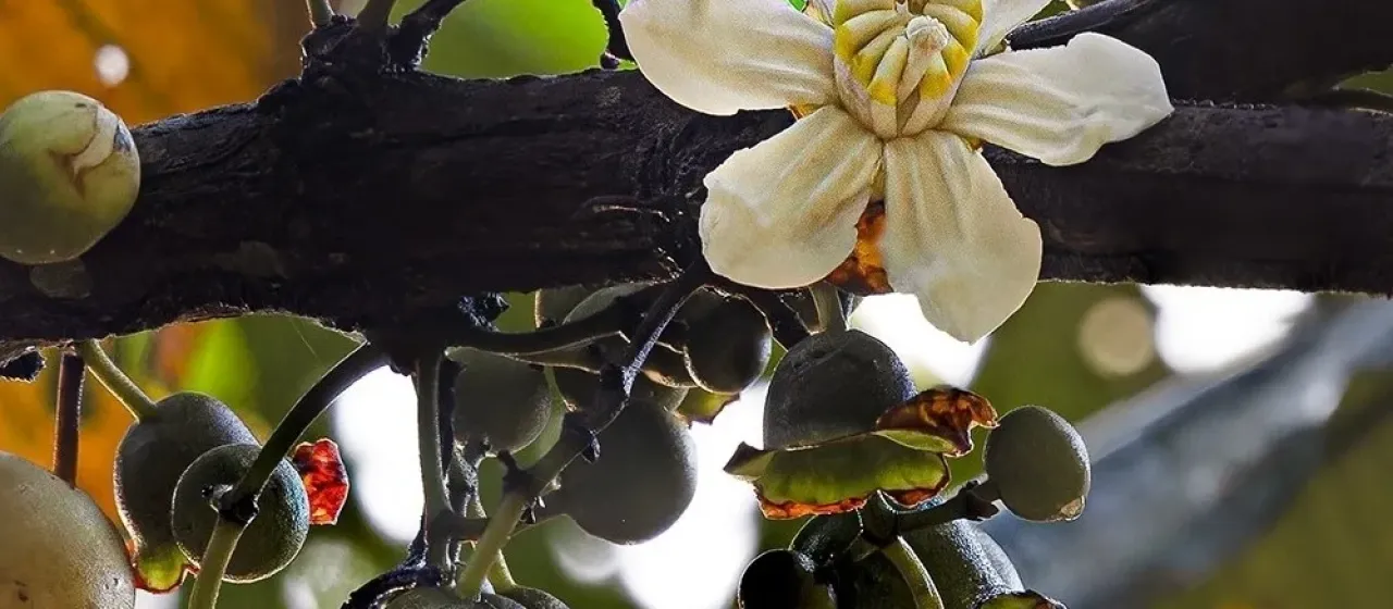 Bellucia grossularioides